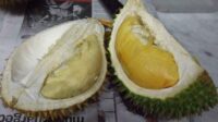 bahaya-durian-doktersehat