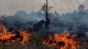 Labeli Karhutla sebagai “Terorisme Ekologi”, Pemerintah dan DPR Kaji Revisi UU Kehutanan