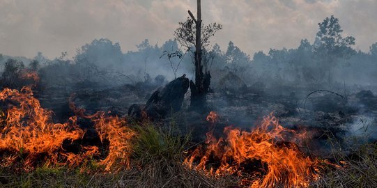 Labeli Karhutla sebagai “Terorisme Ekologi”, Pemerintah dan DPR Kaji Revisi UU Kehutanan