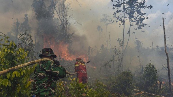 Kebakaran Hutan Gambut Seluas 8 Ribu Hektare di TNBS Ancam Habitat Harimau Sumatera